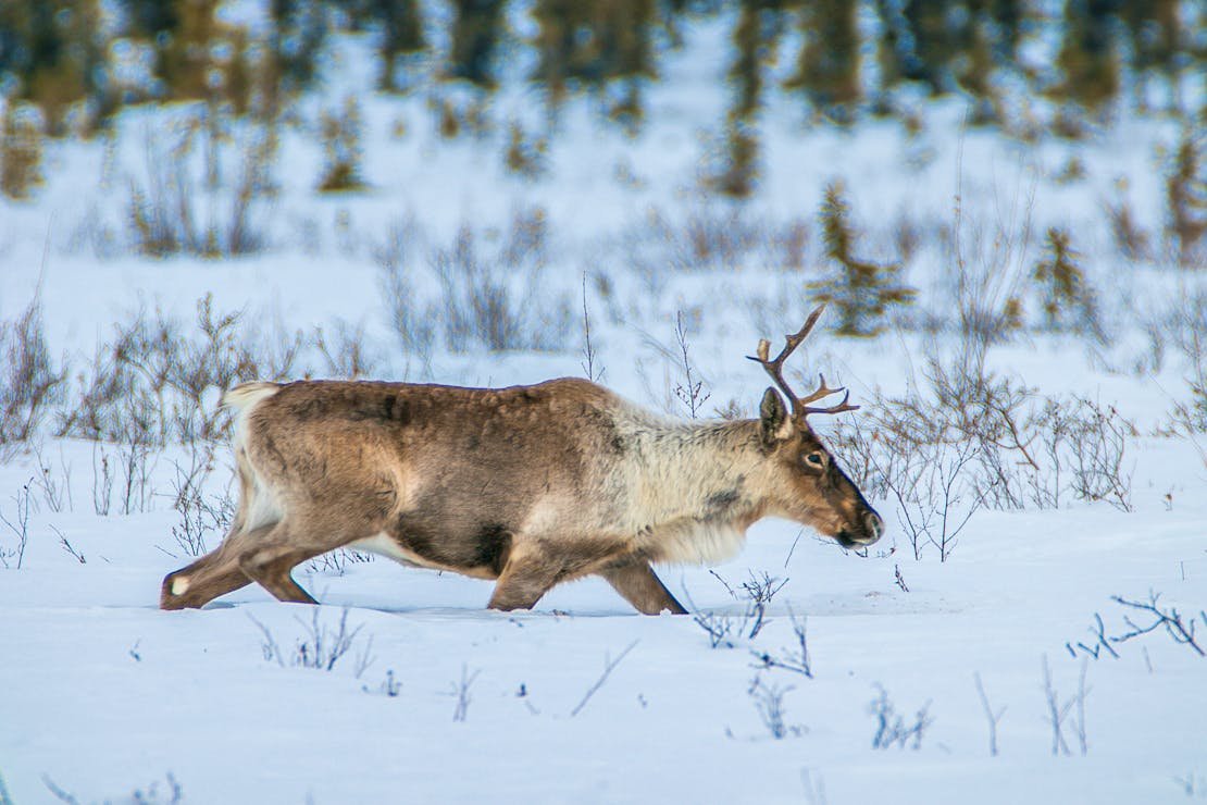 Caribo Arctic